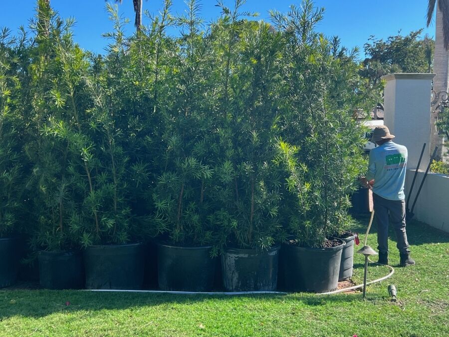 25 gallon podocarpus privacy hedge installation miami