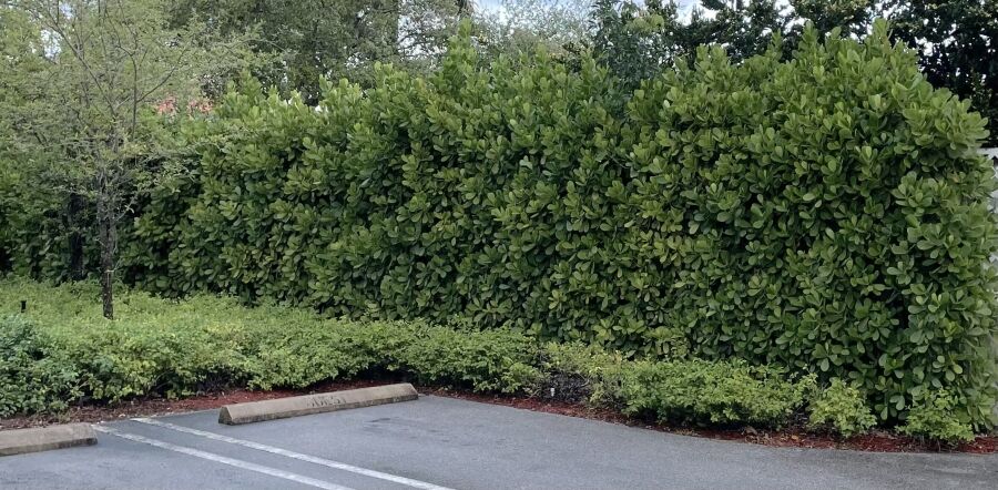 Clusia privacy hedge installation Boca Raton