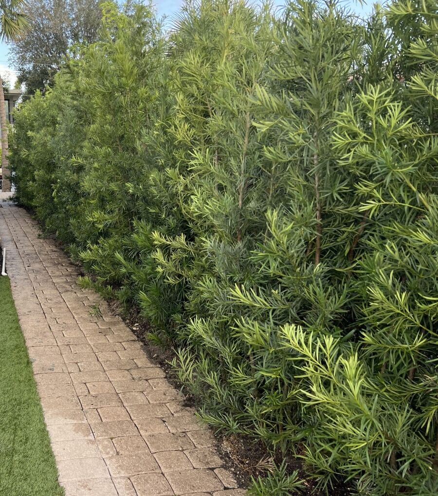 Podocarpus privacy hedge installation miami